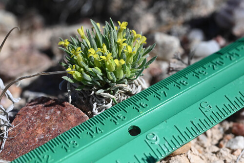 Physaria reediana, photograph 5