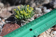 Physaria reediana, photograph (c) Anders Hastings, some rights reserved (CC BY)