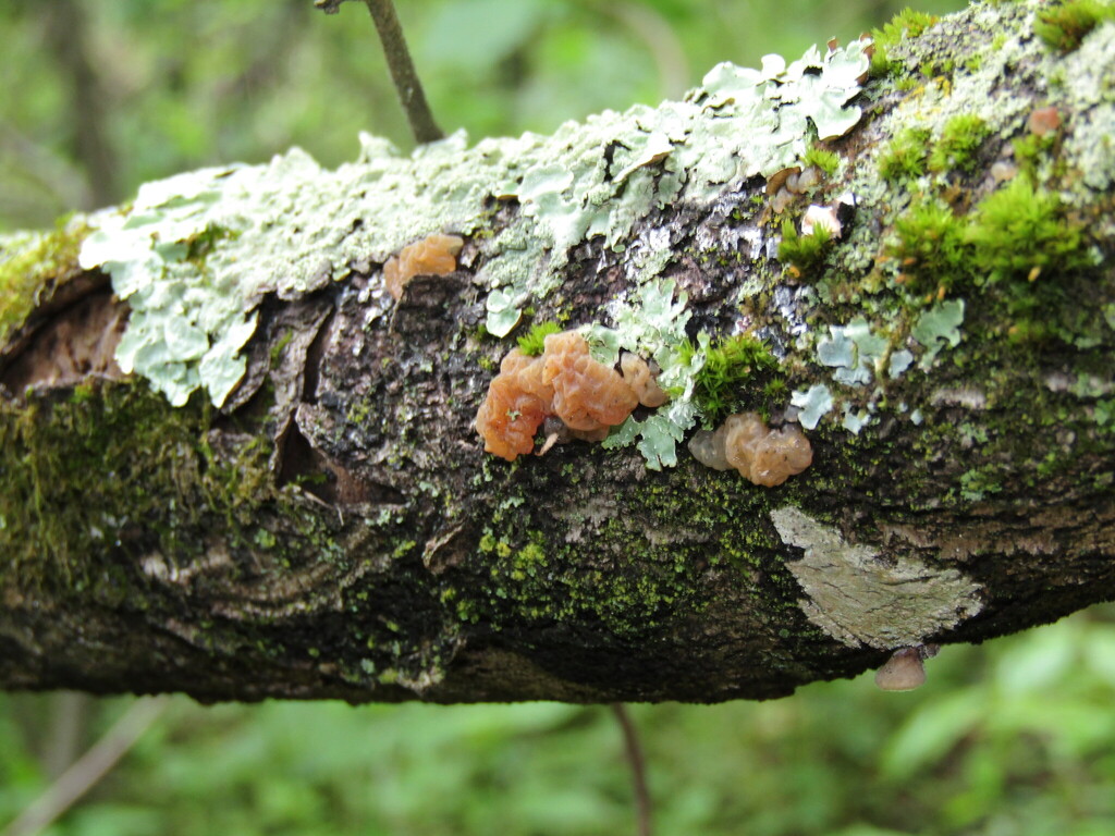 Crystal Brain Fungus