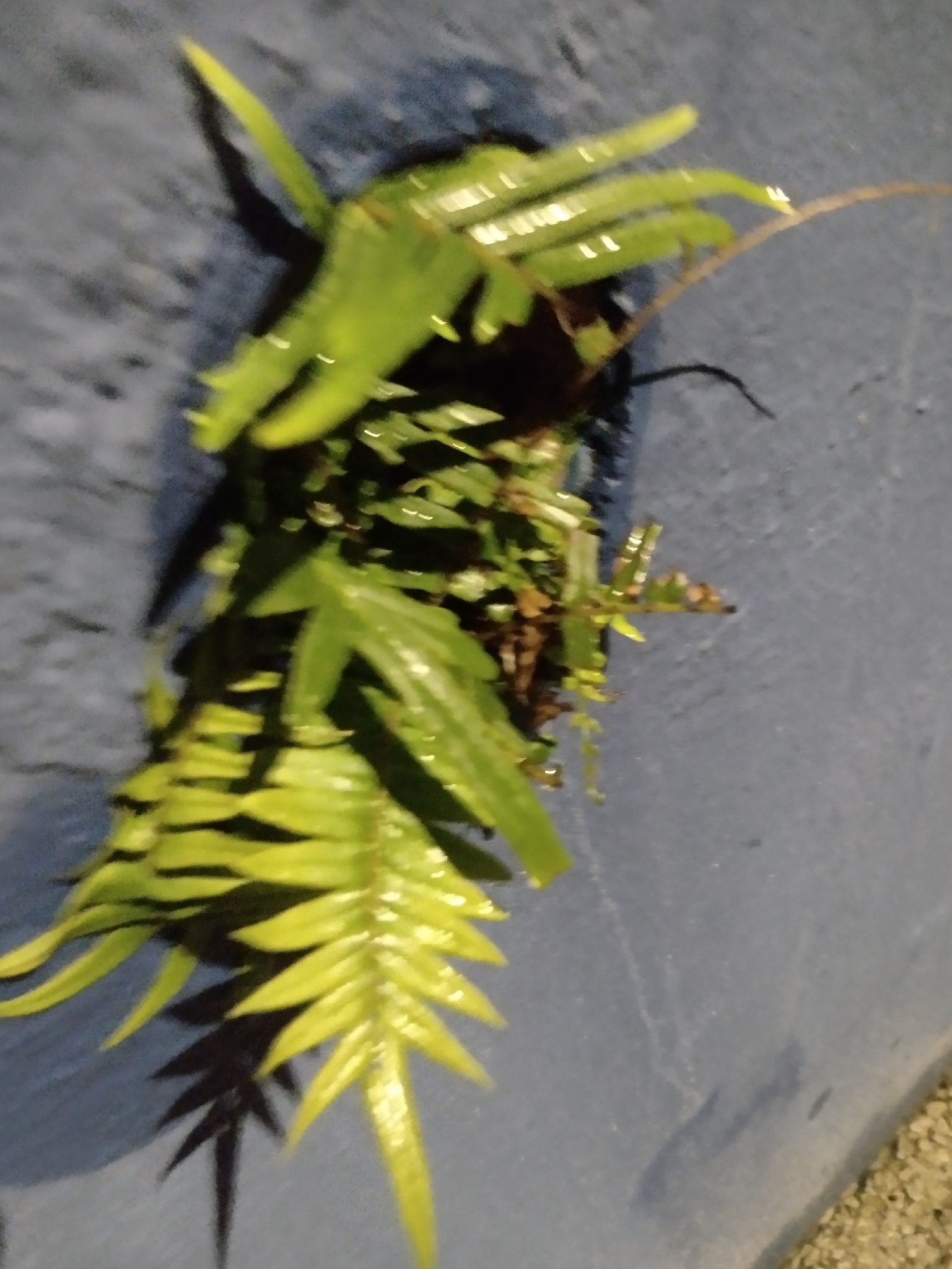 Pteris vittata
