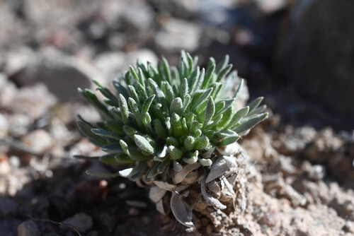 Physaria reediana, photograph 3