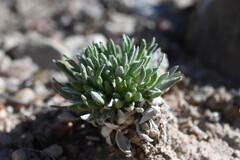 Physaria reediana, photograph (c) Anders Hastings, some rights reserved (CC BY)