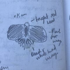 Atrophaneura semperi