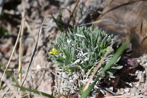 Physaria reediana, photograph 2