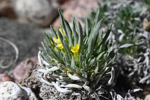 Physaria reediana, photograph 1