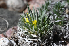 Physaria reediana, photograph (c) Anders Hastings, some rights reserved (CC BY)
