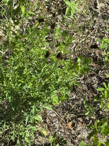 Ratibida peduncularis