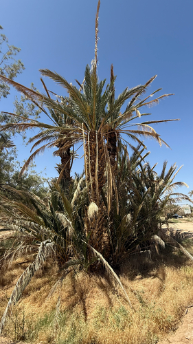 Date Palm