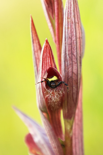 Napoleon Spider, Provincia di Pisa, Italia, photo 9 of 10