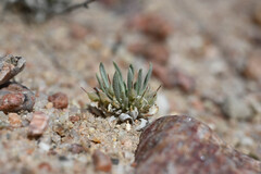 Physaria reediana