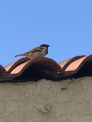 Passer domesticus