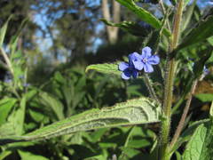 Pentaglottis sempervirens