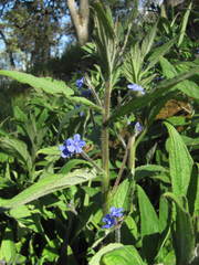 Pentaglottis sempervirens