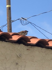 Passer domesticus