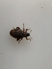 Orchestes steppensis