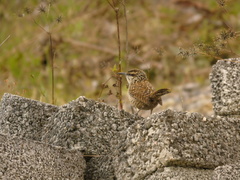 Campylorhynchus jocosus