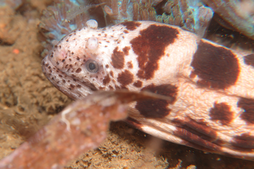 Large-spotted Snake Moray