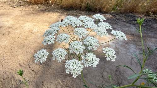 Bullwort