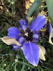 Trimezia coerulea