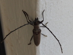 Aneflus glabropunctatus