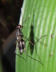 Hybobata fuelleborni