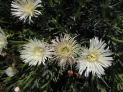 Asteraceae
