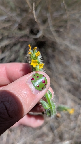 Amsinckia lycopsoides observed 2026-05-23