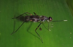 Hybobata fuelleborni