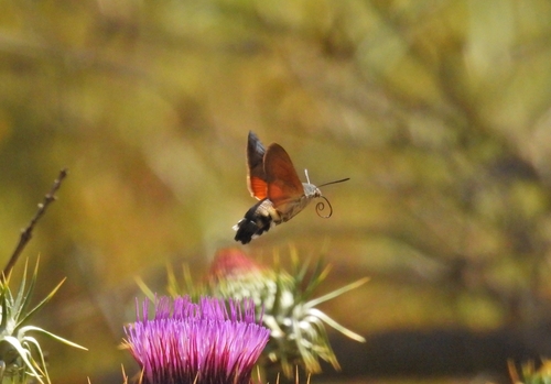 Eurasian Hummingbird Hawkmoth