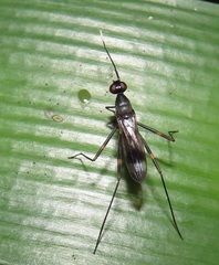 Hybobata fuelleborni