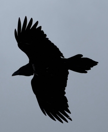 Common Raven
