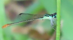 Agriocnemis gratiosa