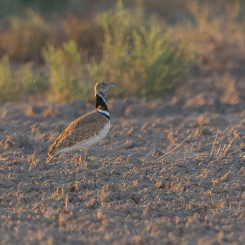 Little Bustard