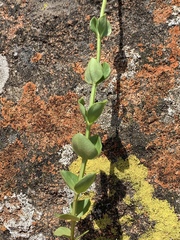 Sebaea sedoides
