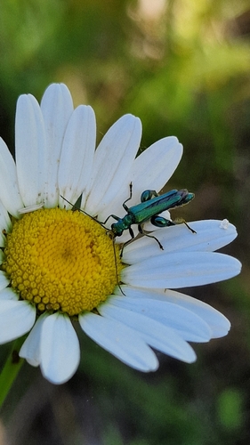 Thick-legged Flower Beetle
