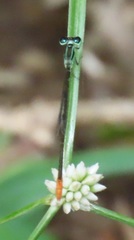 Agriocnemis gratiosa