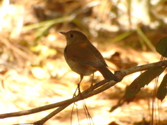 Catharus occidentalis