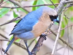 Schistochlamys ruficapillus