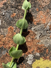 Sebaea sedoides