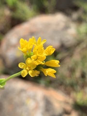 Sebaea sedoides