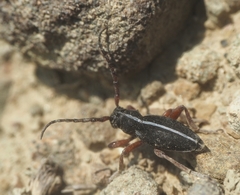 Dorcadion sericatum