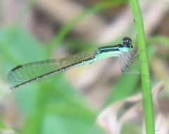 Agriocnemis gratiosa