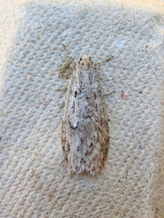 Semioscopis megamicrella