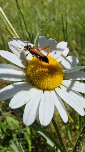 Stenopterus rufus