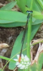 Agriocnemis gratiosa