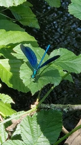 Beautiful Demoiselle