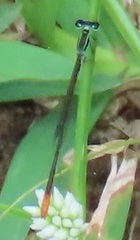 Agriocnemis gratiosa