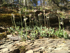 Antennaria plantaginifolia