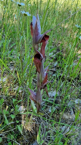 long-lipped serapias