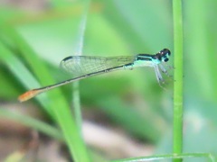 Agriocnemis gratiosa